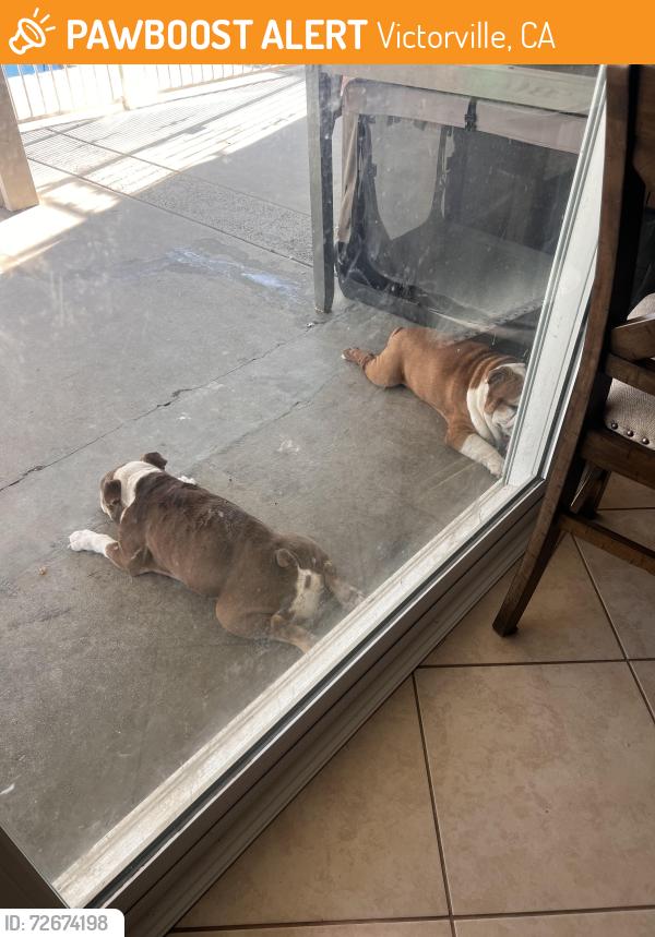 Found/Stray Female Dog last seen Northstar and Triple Tree, Victorville, CA 92392