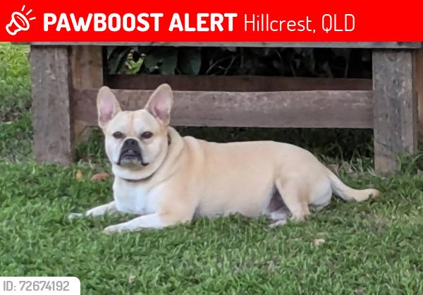 Lost Female Dog last seen Bywater St  Hillcrest , Hillcrest, QLD 4118