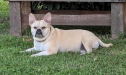 Lost Female Dog last seen Bywater St  Hillcrest , Hillcrest, QLD 4118