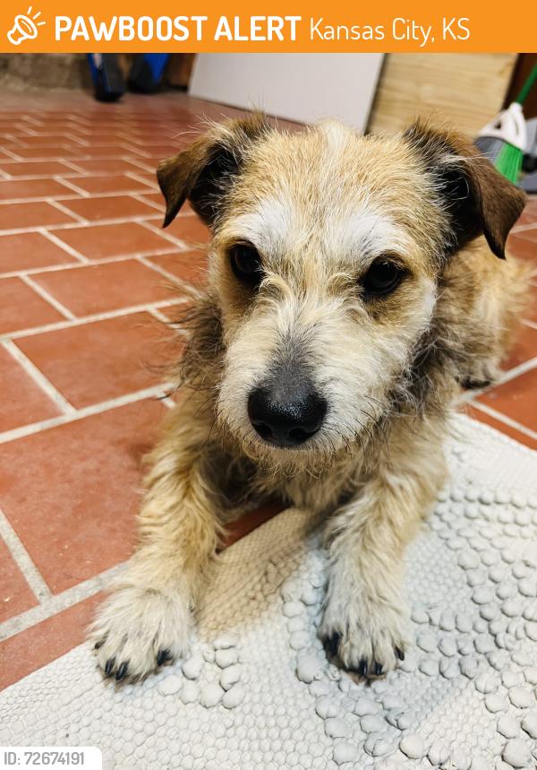 Found/Stray Male Dog last seen 20th and Washington , Kansas City, KS 66102