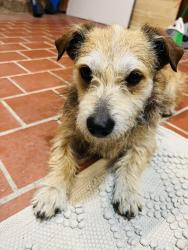 Found/Stray Male Dog last seen 20th and Washington , Kansas City, KS 66102