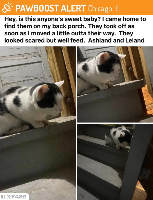 Found/Stray Unknown Cat last seen Wilson & Paulina, Chicago, IL 60640