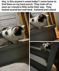 Found/Stray Unknown Cat last seen Wilson & Paulina, Chicago, IL 60640