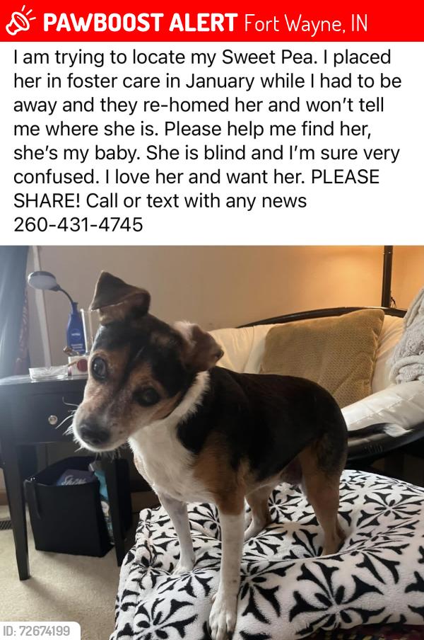 Lost Female Dog last seen Churubusco, Fort Wayne, IN 46802