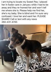 Lost Female Dog last seen Churubusco, Fort Wayne, IN 46802