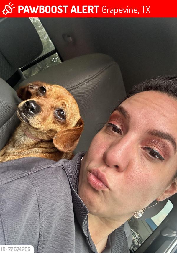 Lost Female Dog last seen Dooley , Grapevine, TX 76051
