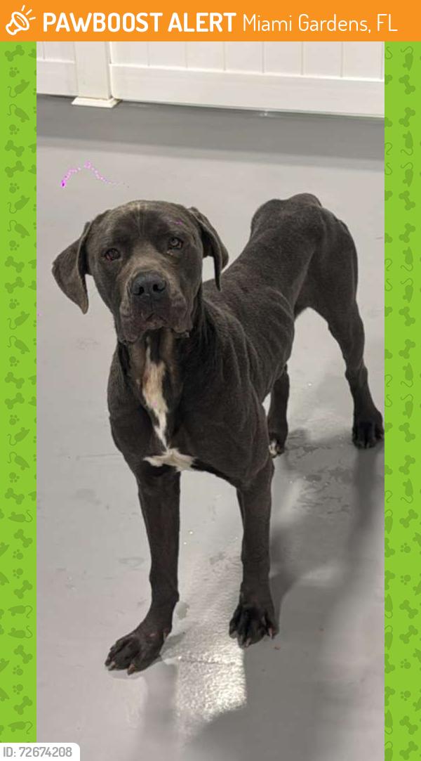 Found/Stray Male Dog last seen Near Brandsmart , Miami Gardens, FL 33054