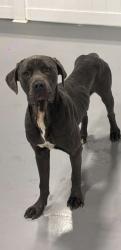 Found/Stray Male Dog last seen Near Brandsmart , Miami Gardens, FL 33054