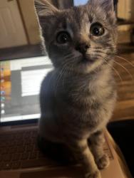 Lost Female Cat last seen I was parked by LTC parkway, Port St. Lucie, FL 34986