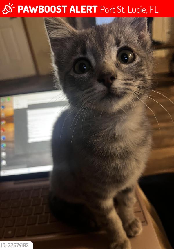 Lost Female Cat last seen I was parked by LTC parkway, Port St. Lucie, FL 34986