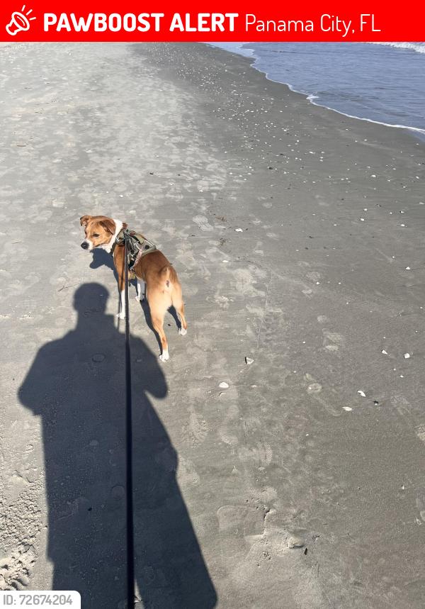 Lost Male Dog last seen Near pelican glide dr, Panama City, FL 32461