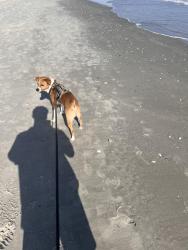 Lost Male Dog last seen Near pelican glide dr, Panama City, FL 32461