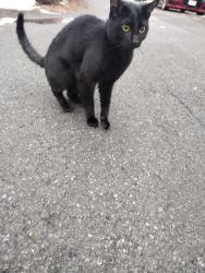 Found/Stray Unknown Cat last seen Seneca and Mason, Schenectady, NY 12308