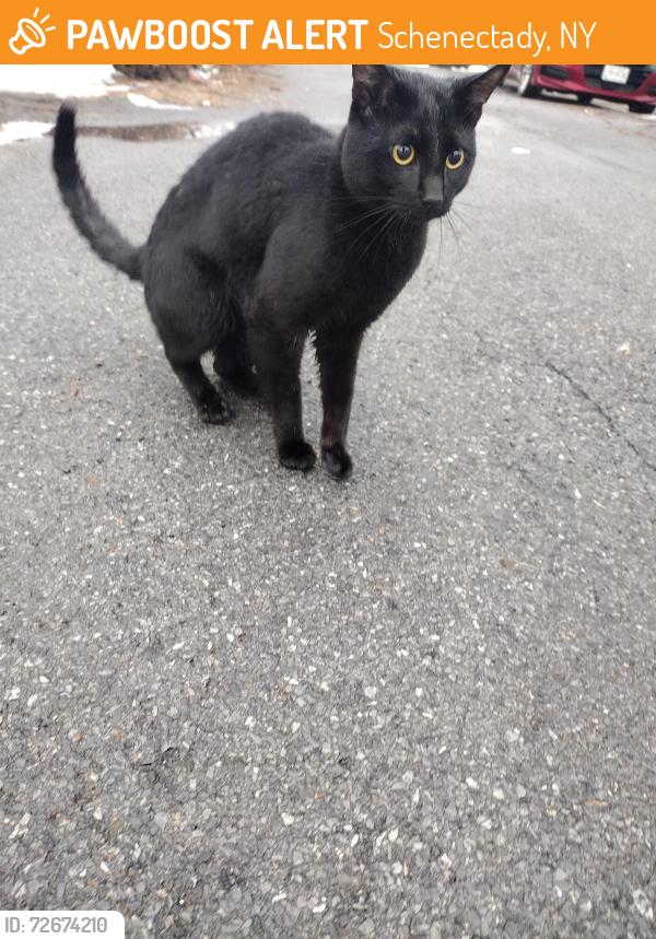 Found/Stray Unknown Cat last seen Seneca and Mason, Schenectady, NY 12308