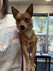 Found/Stray Male Dog last seen Glendale Ave and 67th , Glendale, AZ 85301