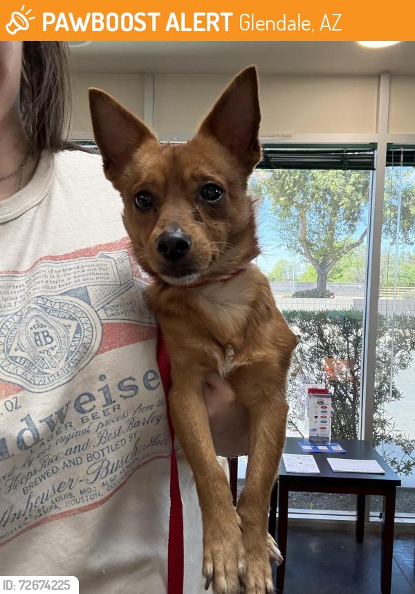 Found/Stray Male Dog last seen Glendale Ave and 67th , Glendale, AZ 85301