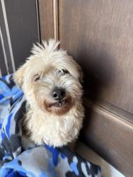Found/Stray Female Dog last seen Red River Dr and Lavaca Ln, Manvel, TX 77578