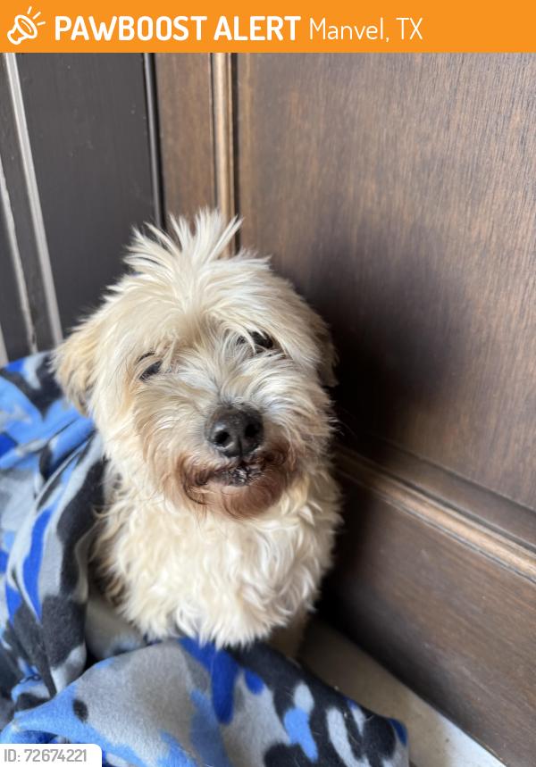 Found/Stray Female Dog last seen Red River Dr and Lavaca Ln, Manvel, TX 77578