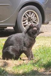 Lost Male Cat last seen NE 107th Ave. & 16th St. Vancouver, WA, Vancouver, WA 98664