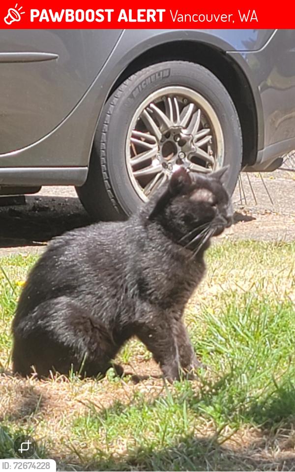 Lost Male Cat last seen NE 107th Ave. & 16th St. Vancouver, WA, Vancouver, WA 98664