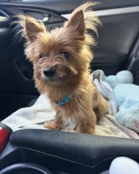 Lost Male Dog last seen Nw 17 ave and 16 st, Miami, FL 33142
