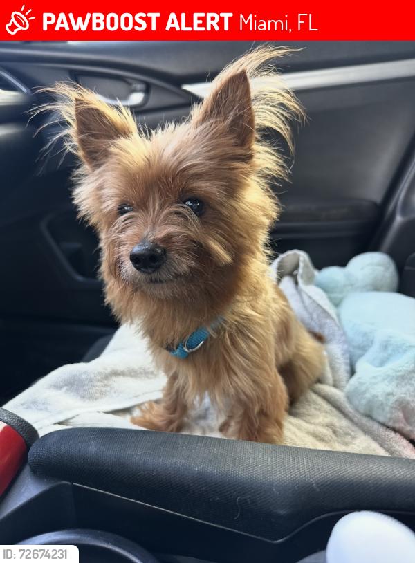 Lost Male Dog last seen Nw 17 ave and 16 st, Miami, FL 33142