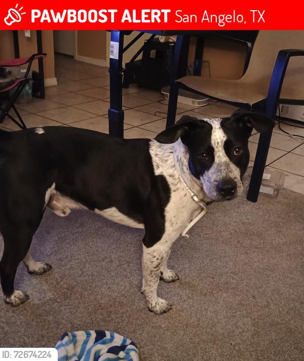 Lost Male Dog last seen North River drive disc golf Park, San Angelo, TX 76903