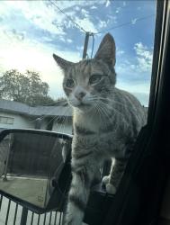 Lost Female Cat last seen Kenedy elementery school, Stockton, CA 95210