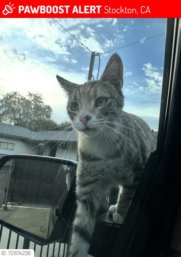 Lost Female Cat last seen Kenedy elementery school, Stockton, CA 95210