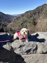Lost Female Dog last seen Was in this persons yard but kept heading down the highway (not our hse, Rockmart, GA 30153