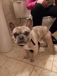 Lost Male Dog last seen Flower St Daytona Beach, Florida near Collins Park, Daytona Beach, FL 32118