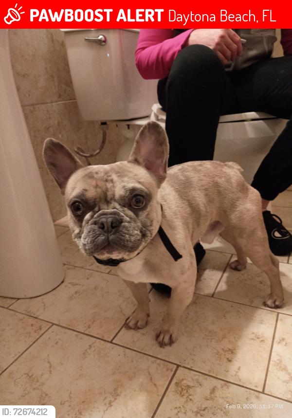Lost Male Dog last seen Flower St Daytona Beach, Florida near Collins Park, Daytona Beach, FL 32118
