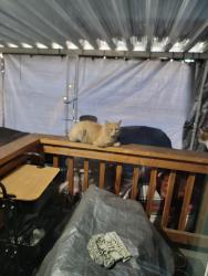 Found/Stray Unknown Cat last seen Near east   millcreek, Millcreek, UT 84106
