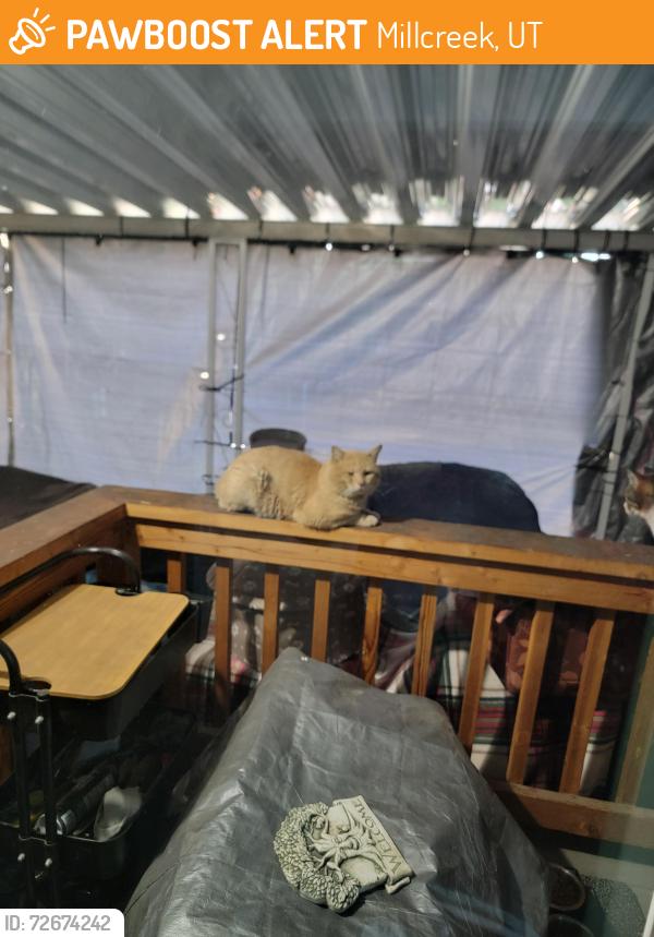 Found/Stray Unknown Cat last seen Near east   millcreek, Millcreek, UT 84106