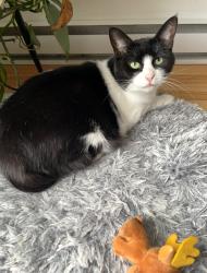 Lost Female Cat last seen Rue de jerez, Laval, QC H7M 4R5