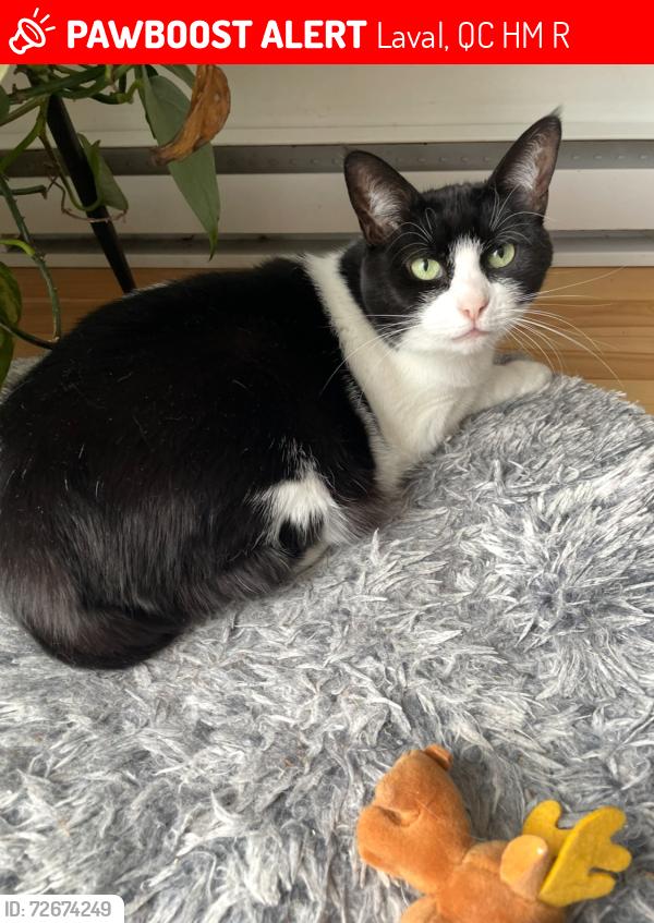 Lost Female Cat last seen Rue de jerez, Laval, QC H7M 4R5