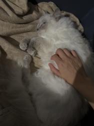 Lost Female Cat last seen Near scarlet ave, Munno Para, SA 5115