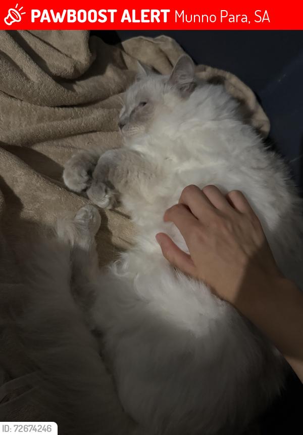 Lost Female Cat last seen Near scarlet ave, Munno Para, SA 5115