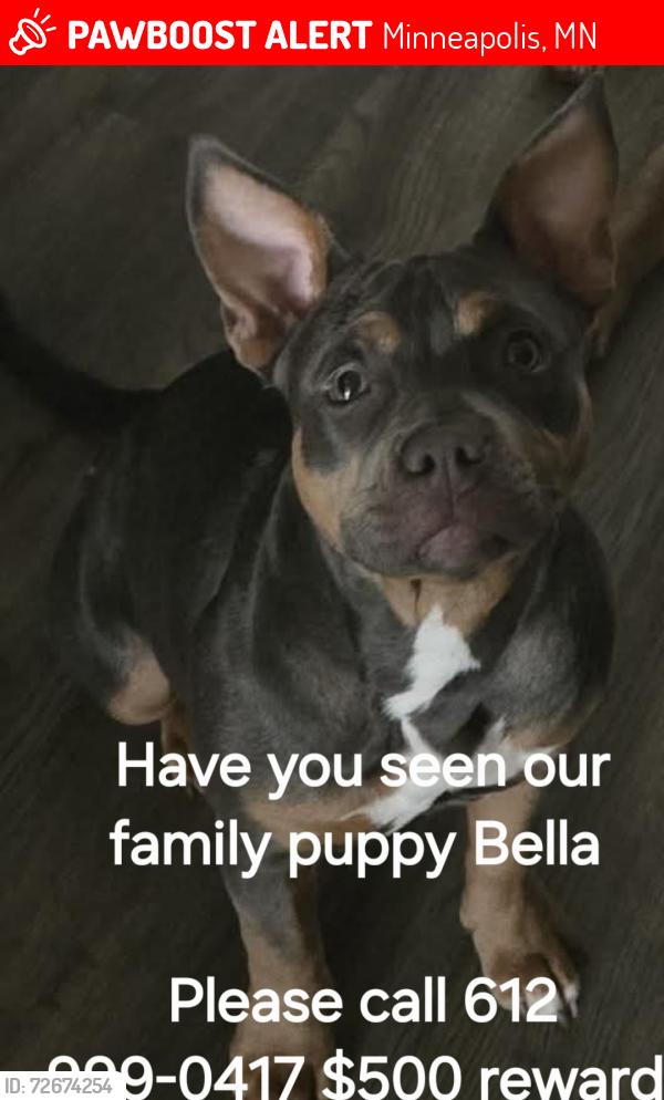 Lost Female Dog last seen 26th Thomas Ave , Minneapolis, MN 55411