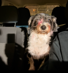 Lost Male Dog last seen Matlock, Arlington, TX 76002