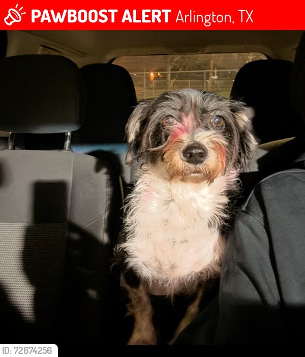 Lost Male Dog last seen Matlock, Arlington, TX 76002