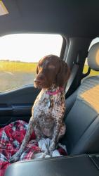 Lost Female Dog last seen University neighborhood near Jefferson Drive and Windsor , Lake Charles, LA 70605
