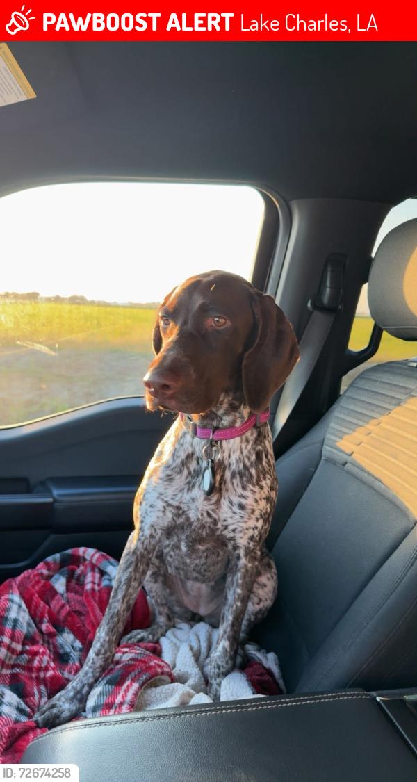 Lost Female Dog last seen University neighborhood near Jefferson Drive and Windsor , Lake Charles, LA 70605