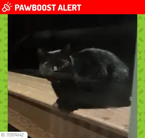 Lost Male Cat last seen Wilson Mills, Munson Township, OH 44024