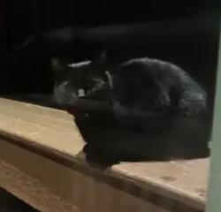 Lost Male Cat last seen Wilson Mills, Munson Township, OH 44024