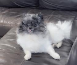 Lost Female Dog last seen Mojave high school , North Las Vegas, NV 89031