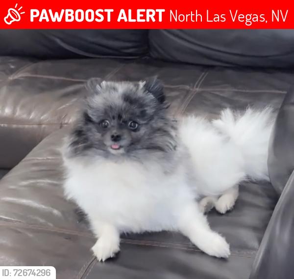 Lost Female Dog last seen Mojave high school , North Las Vegas, NV 89031