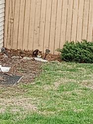 Found/Stray Unknown Cat last seen Blue ash road, Deer Park, OH 45236