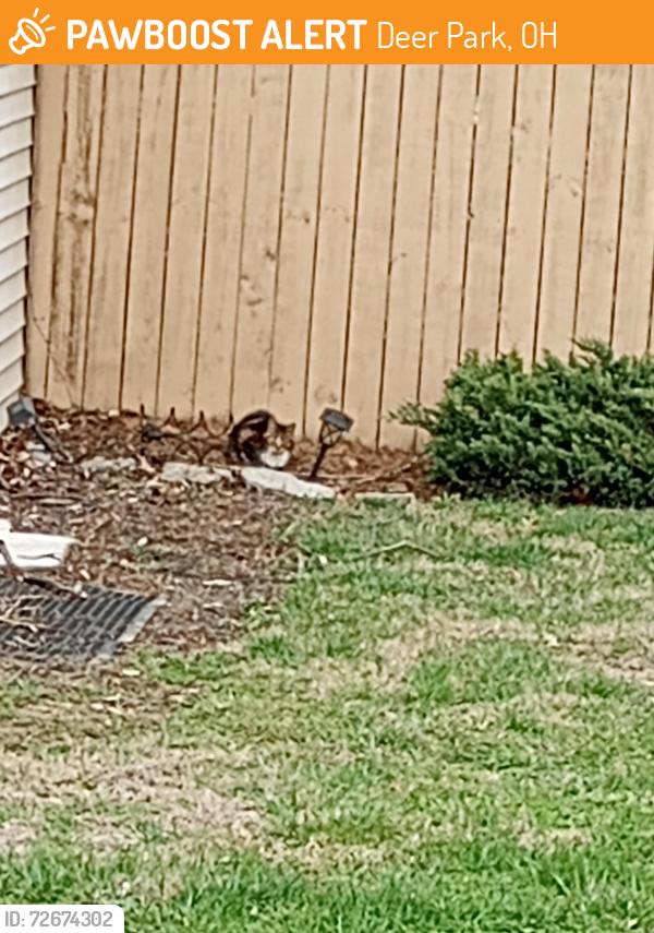 Found/Stray Unknown Cat last seen Blue ash road, Deer Park, OH 45236