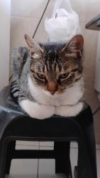 Lost Female Cat last seen Condomínio residências do parque, Uberaba, PR 81560-001